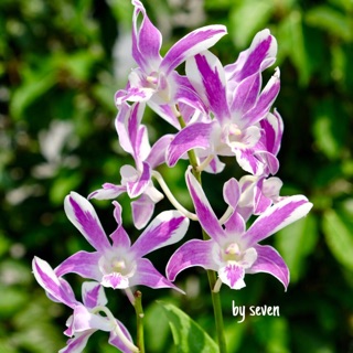 Hoa lan tia Chớp trắng tím nghịch