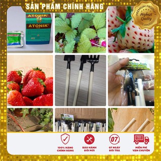 Combo hạt giống Dâu tây đỏ+ Dâu tây trắng+Kích mầm ATONIK+viên nén+bộ dụng cụ làm vườn mini 3 món