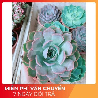 Sen Đá Tím Cánh Cứng Size Đại