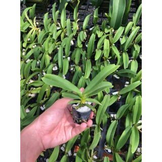 Lan Ngọc điểm Nghinh xuân Đai châu giống lá xếp cây giống đẹp