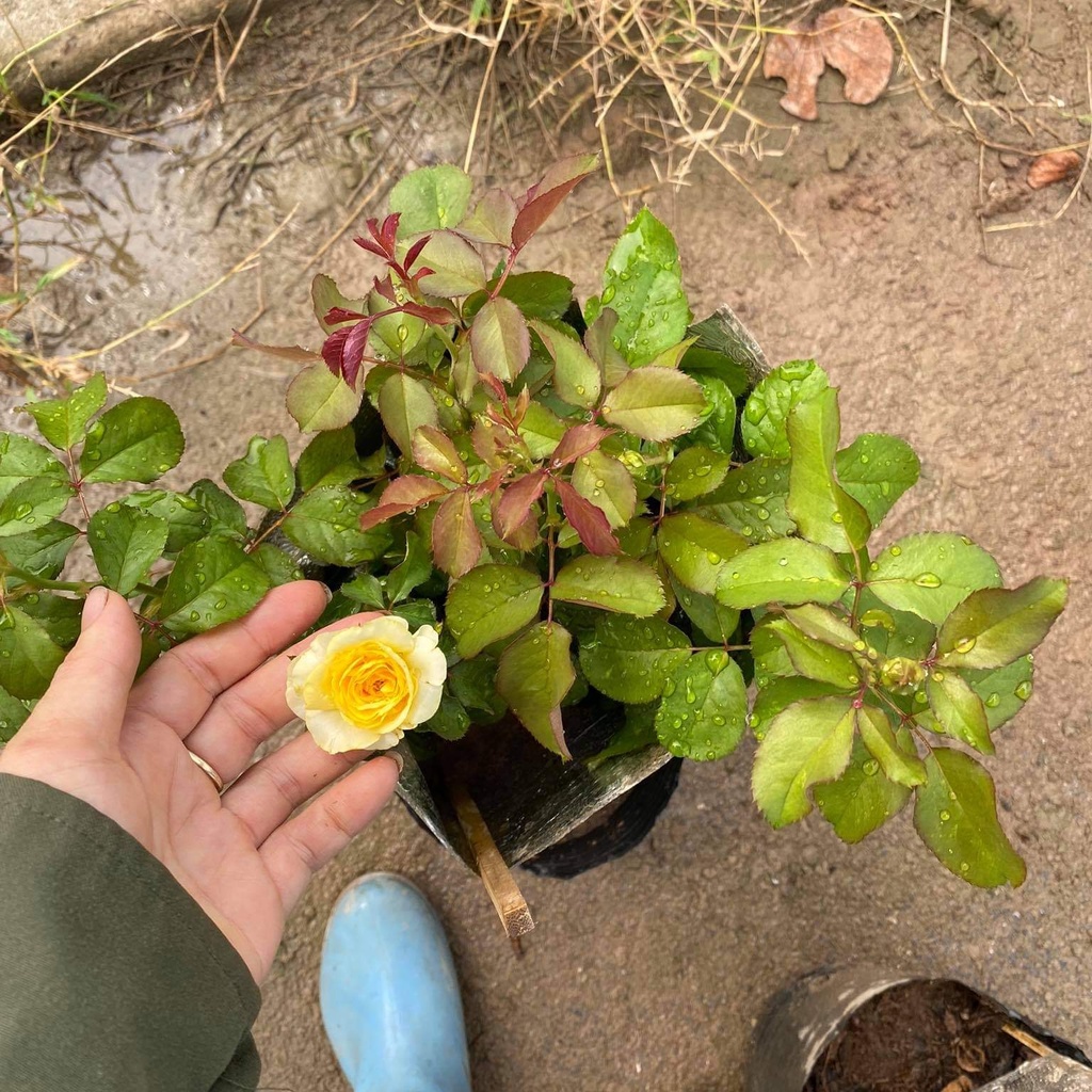 Hoa hồng ngoại Beatrice rose – Bông lớn - Hương thơm-Vườn Hoa Melinhrose