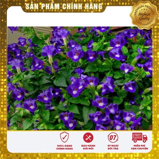 Hạt giống hoa mắt nai mix (10 Hạt )