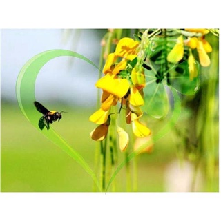 Hạt giống bông điên điển miền tây - gói 1 gram