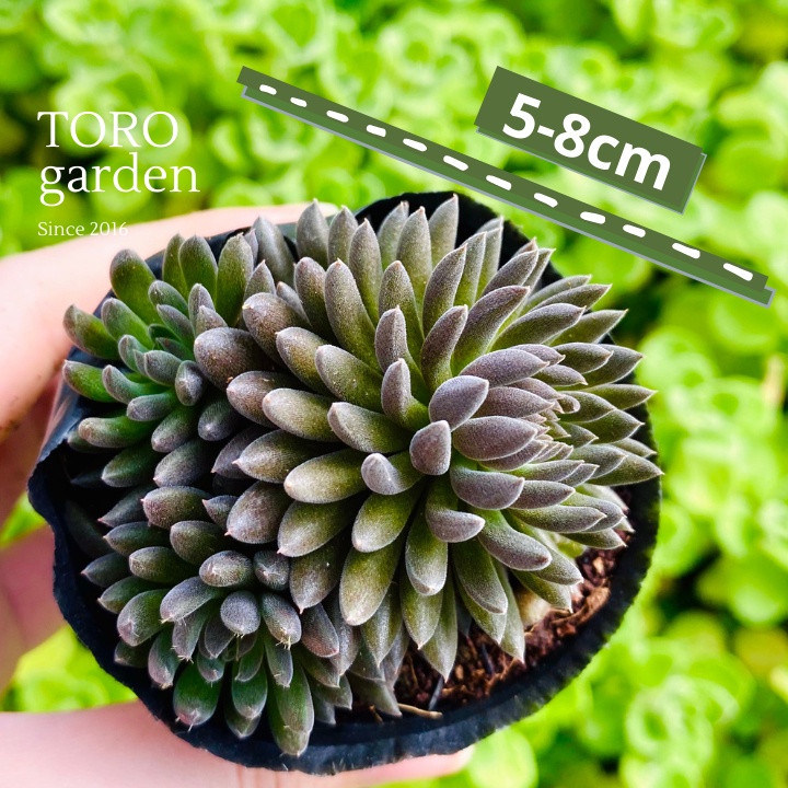 Sen đá nhím đen Đà Lạt size bé cây cảnh trang trí nhà cửa Toro garden