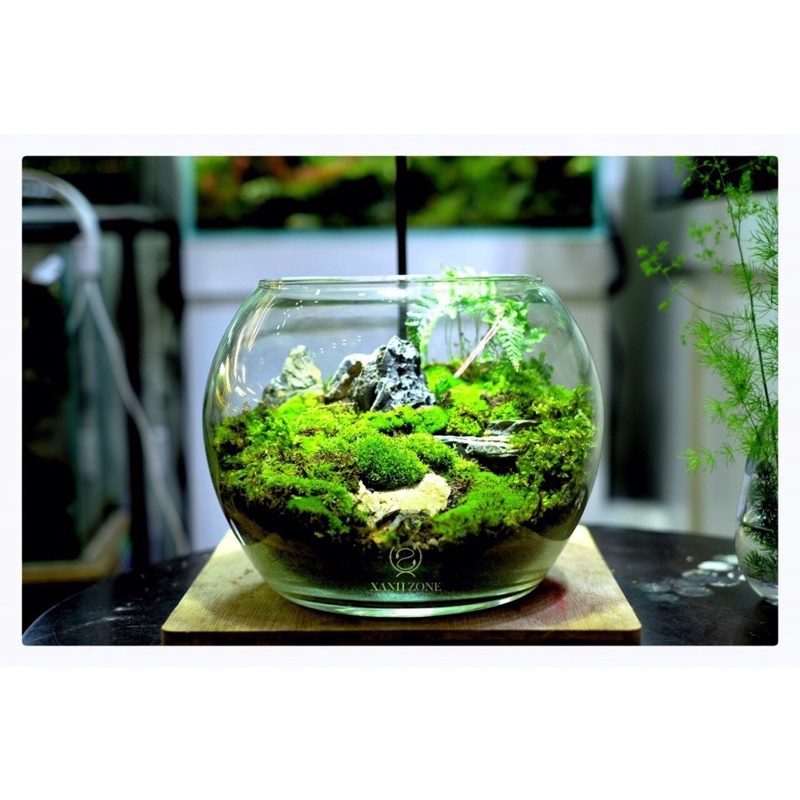 Rêu cỏ, rêu siêu bền thích hợp trồng bình terrarium, bán cạn, non bộ, tiểu cảnh, paludarium