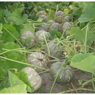 Hạt giống bí đỏ trái tròn