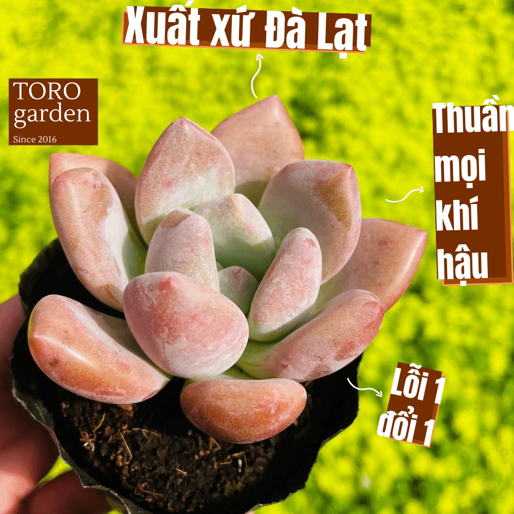 Sen đá sỏi hồng lá dài Đà Lạt size bé cây cảnh trang trí nhà cửa Toro garden