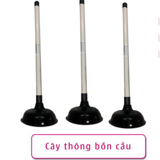 cây thông bồn cầu