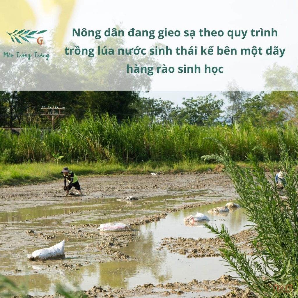 Gạo nếp lứt Thơm Rằng Thơm Noom trồng theo phương pháp vườn rừng, xát dối giữ nguyên dưỡng chất