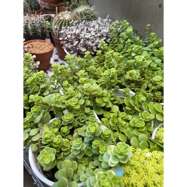 🌻 Sen Đá Cỏ Sedum Vàng, Lady Pinky, Sedum Vảy Cá FULL Chậu