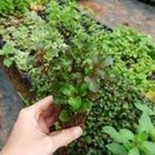 Chậu Cải xoong nhật (chậu ra dền nhật)