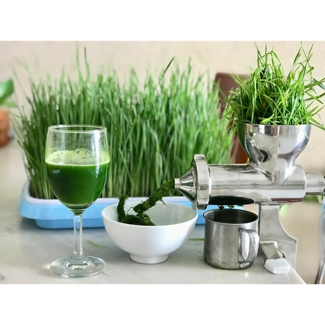 Máy ép cỏ lúa mì quay tay