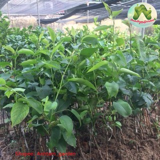 Cây giống Lê vàng
