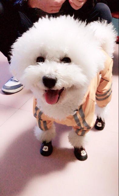 Giày silicone cho cún cưng♥️