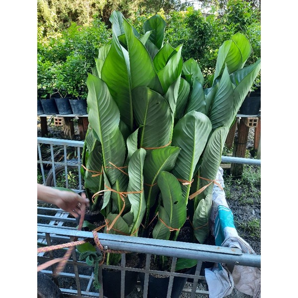 Đai phú Gia trang trí