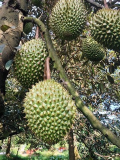 CANXI BO - SIÊU ĐẬU TRÁI