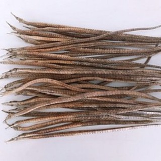 Hải long/Rồng biển 5 con