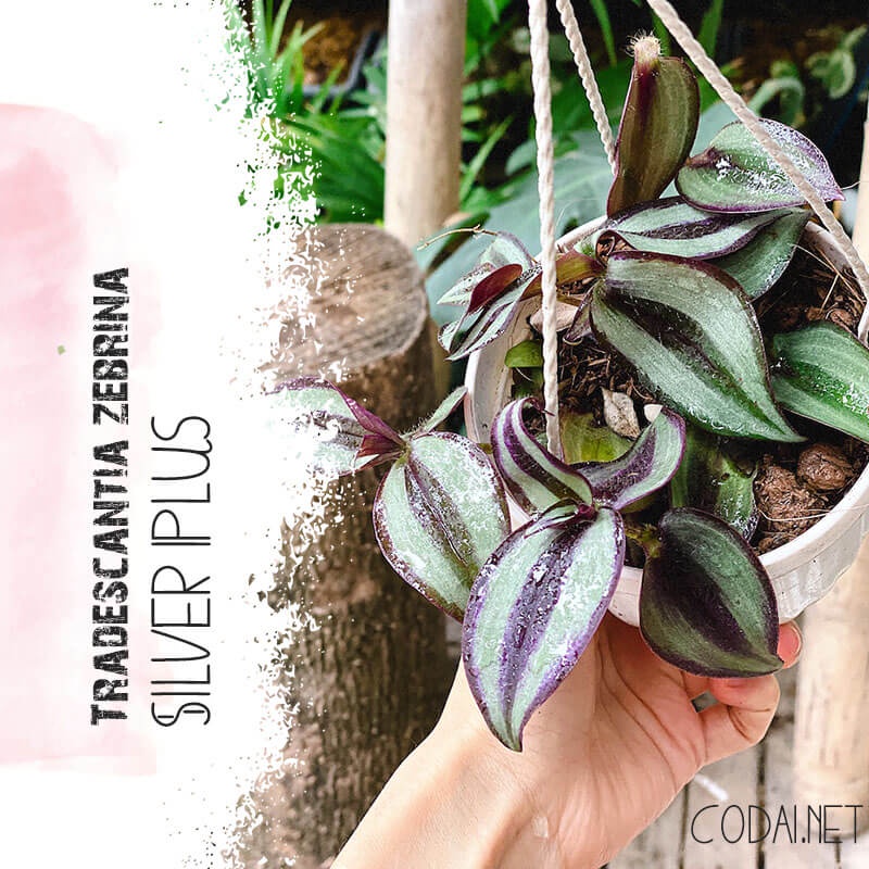 Cây Tradescantia zebrina ‘Silver Plus’  chậu treo bí ngô 10cm