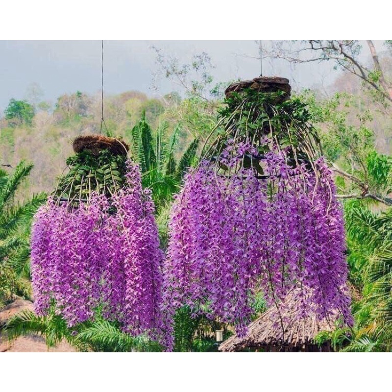 Hoa lan giả hạt hoa hồng hoa Tết 1 khóm