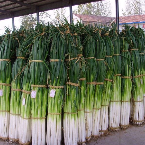 1000 Hạt giống hành ngọt Baro khổng lồ_ Cây to chuẩn giống