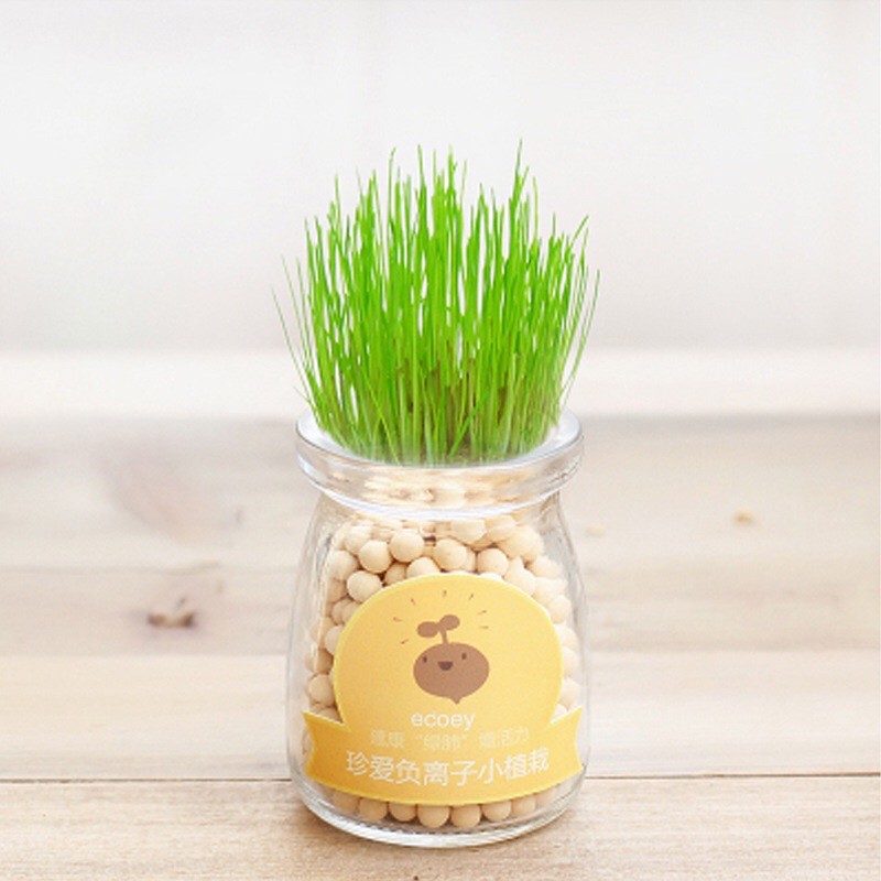 Bộ trồng cây mầm tưới nước tự nảy mầm | BigBuy360 - bigbuy360.vn