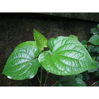 Cây lá lốt (1kg)