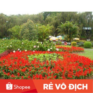 (SALE LỚN) 100 hạt giống hoa xp chất lượng cao