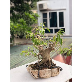 Cây sung bonsai