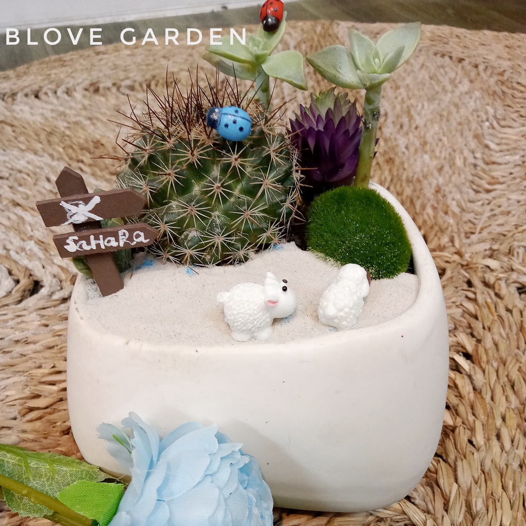 Chậu cây sen đá sương rồng, phối sẵn tiểu cảnh trang trí cực xinh sắn làm quà tặng bạn trai bạn gái crush, đồng nghiệp