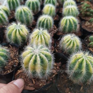 Xương rồng Khế Lem Vàng