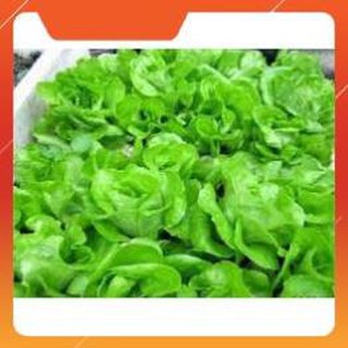 hạt giống xà lách đăm cao sản