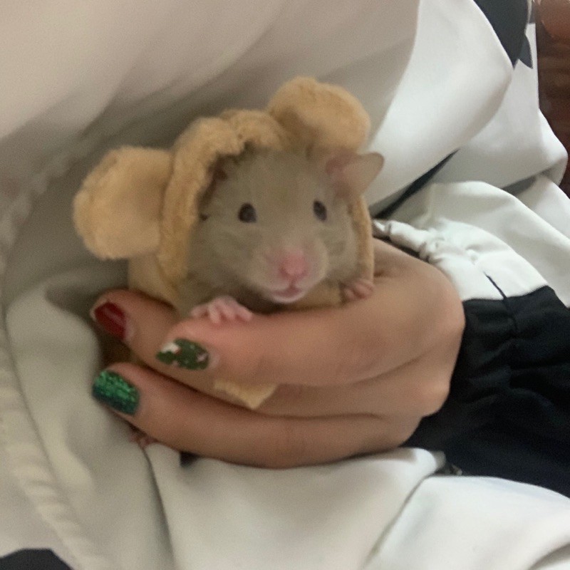 Áo choàng cho HAMSTER / SÓC 🐹🐿🦔
