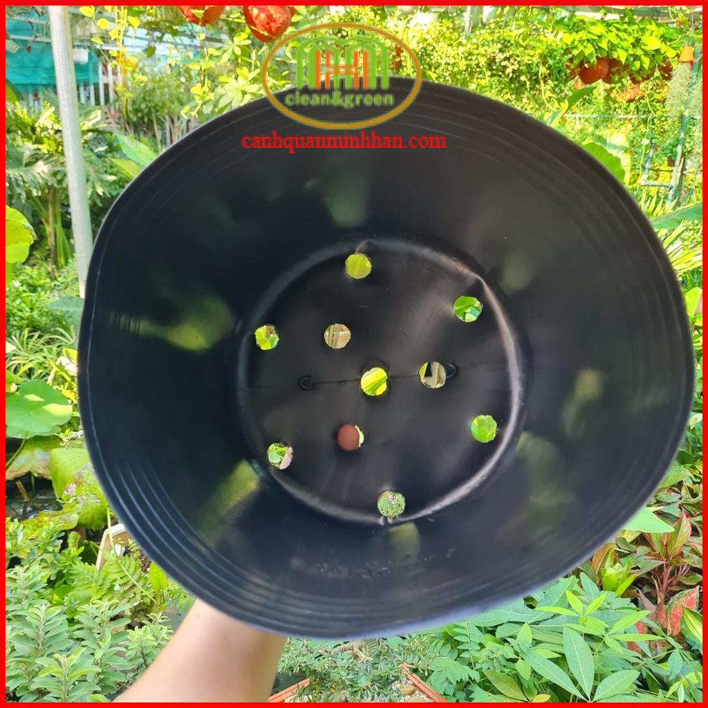 Chậu nhưạ đen C10 ươm cây trồng cây hoa Tết 25x20cm combo 10 cái Minh Hân Garden