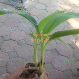 Cây chuối tây thái