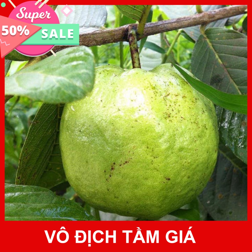 Free Ship Cây ôi giống nữ hoàng F1 khỏe mạnh không sâu bệnh cho quả sau 6 tháng
