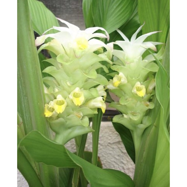 củ giống nghệ sẵn mầm 10củ