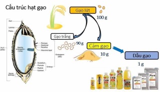 Dầu cám gạo Nhật Bản