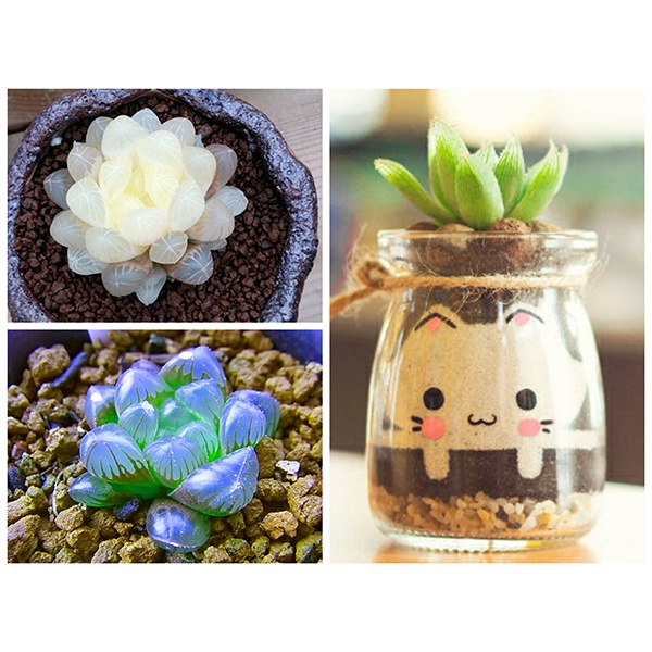 Hạt giống sen đá mix - Nhiều màu 1 gói 20 hạt ( tặng kèm thuốc kích mầm ra rễ)