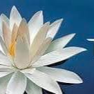 Phòng phát hành An Phước