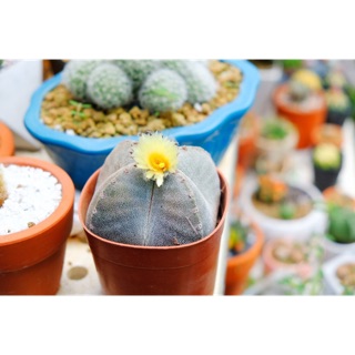 XƯƠNG RỒNG ASTRO SIZE TRUNG khoảng 11cm
