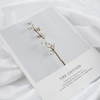 Tấm bìa chụp ảnh