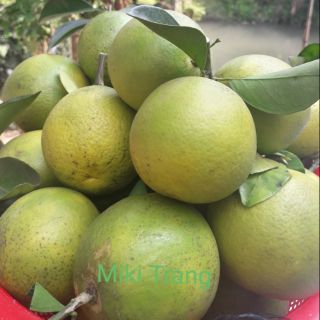 Cam xoàn Đồng Tháp loại đặc biệt🍊🍊🍊