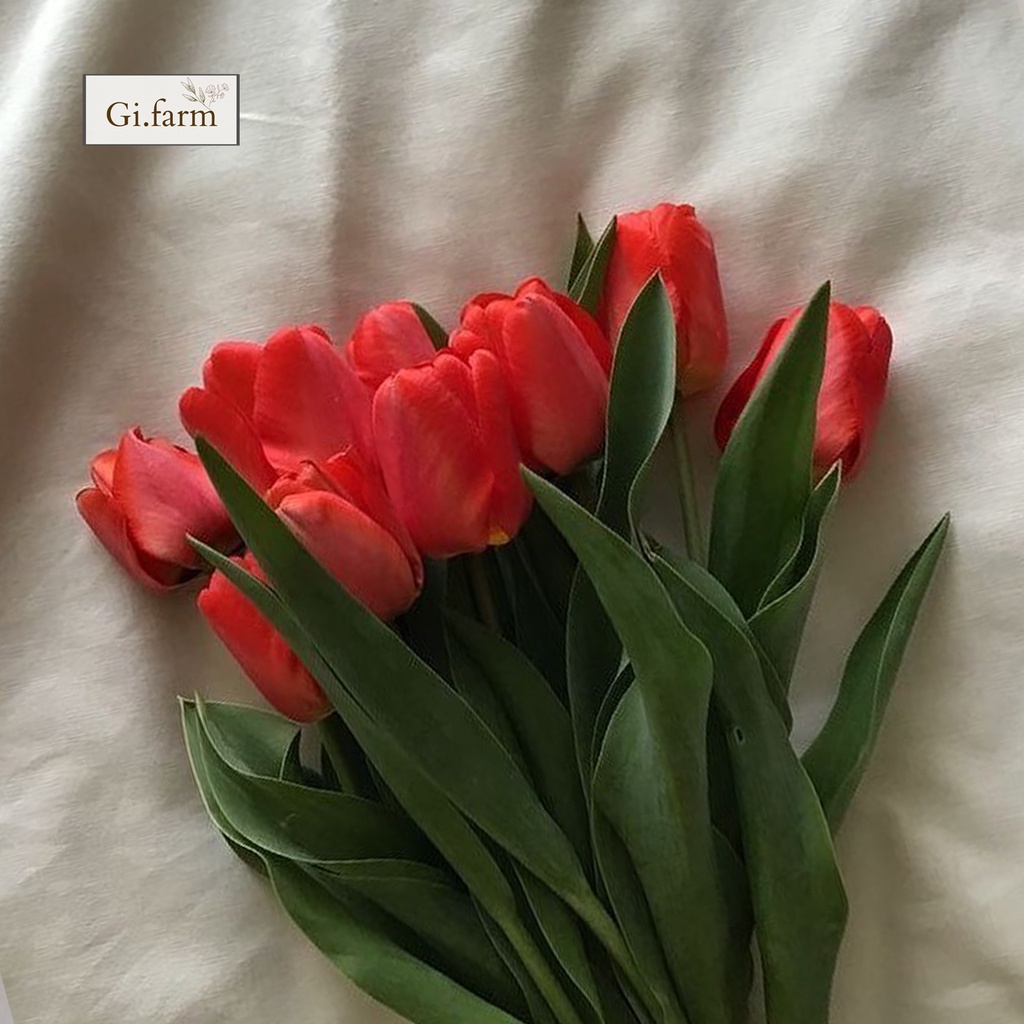 Hoa Tulip màu đỏ tươi | Ship hỏa tốc| Hoa tươi Gi.farm