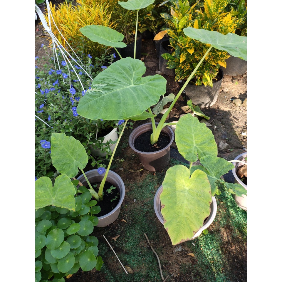 Cây BẠC HÀ/DỌC MÙNG nấu canh chua {giao hảo tốc tpHCM}