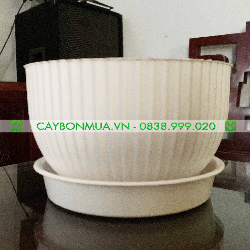Chậu nhựa trắng cao cấp - Chậu nhựa trắng loe