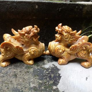 Tỳ hưu gỗ bách xanh