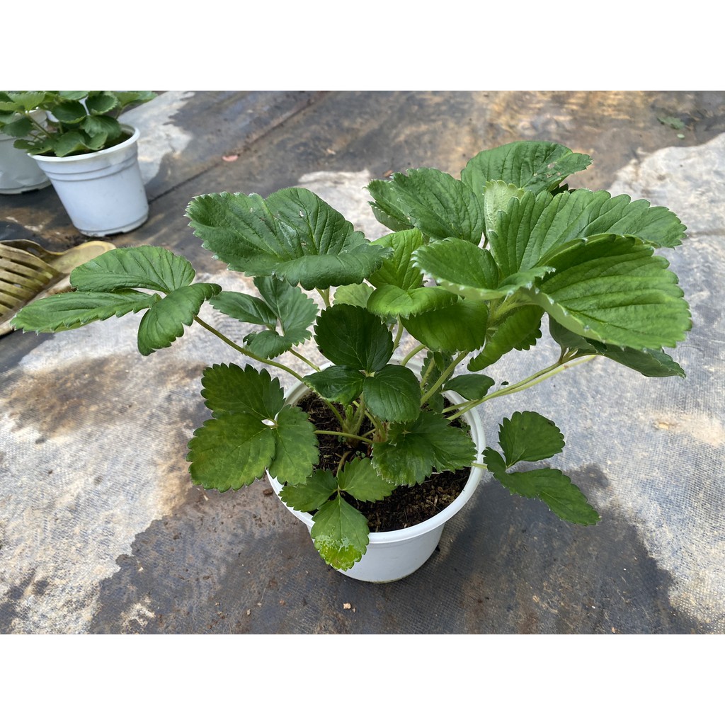 CÂY DÂU TÂY GIỐNG KHOẺ, SIÊU NỤ, TRÁI NGỌT THƠM