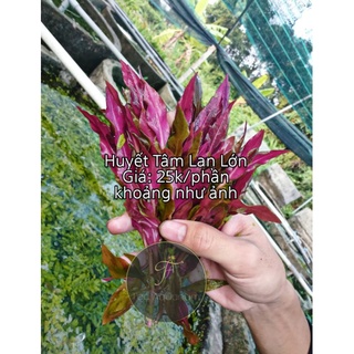 1 PHẦN HUYẾT TÂM LAN HÀNG ĐẸP