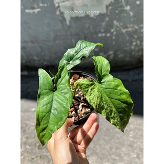 Trầu bà Syngonium Mojito