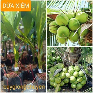 Cây giống dừa xiêm xanh lùn xịn